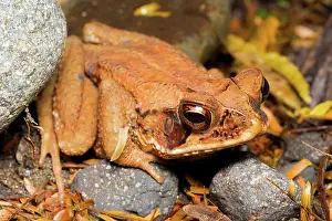 Tirimbina: Wet Forest Toad
