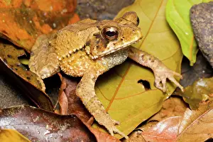 Tirimbina: Wet Forest Toad