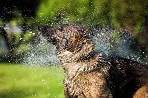 Dynamic: Wet German Shepherd dog shaking off water, Austria