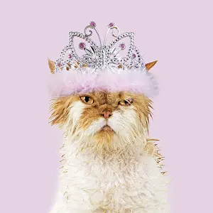 040718: Wet ginger & white Persian Cat wearing pink