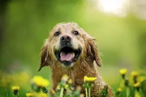 Dandelions: Wet Golden Retriever bitch in a meadow with dandelions
