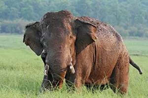 Tusker: Wet Indian Elephant, Corbett National Park
