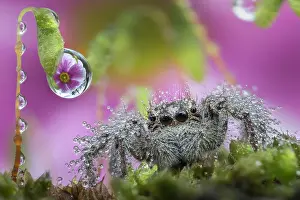 Araneae: Wet jumping spider under dew