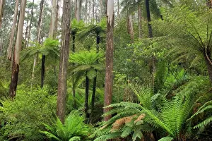 Ashes: Wet Sclerophyll Forest - consisting of mainly Mountain
