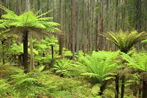 Ashes: Wet Sclerophyll Forest - consisting of mainly Mountain