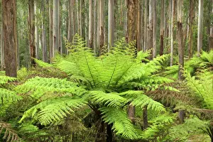 Ashes: Wet Sclerophyll Forest - consisting of mainly Mountain