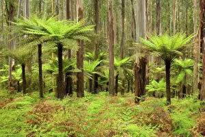 Ashes: Wet Sclerophyll Forest - consisting of mainly Mountain