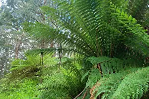 Ashes: Wet Sclerophyll Forest - consisting of mainly Mountain