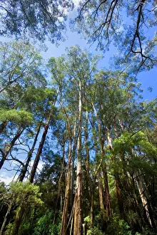 Ashes: Wet Sclerophyll Forest - consisting of mainly Mountain