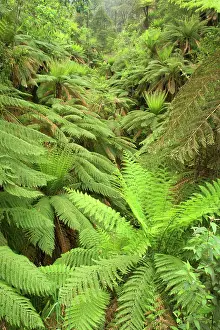 Foersts: Wet Sclerophyll Forest - very dense cover of tree