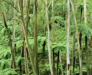 Eucalypts: Wet sclerophyll forest with eucalypts and tree