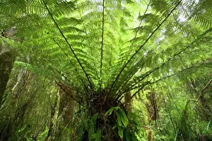 Grows: Wet Sclerophyll Forest - magnificent tree fern