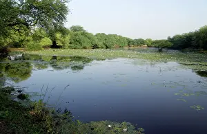 Ghana: Wetland with lillies of Keoladeo Ghana N.P