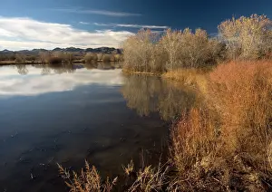 Midwinter: Wetland - in midwinter