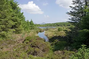 Arran: Wetland & pine forest near Torbeg Isle of Arran