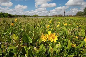 Emergent: Wetland sunflowers and emergent aquatic