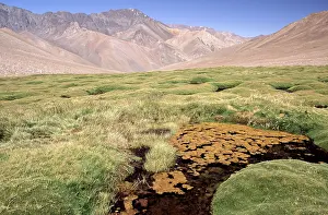 Sciences: Wetlands (Bofedales), Andes, Chile