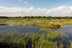 Coto: Wetlands at El Rocina in Coto Donana National Park