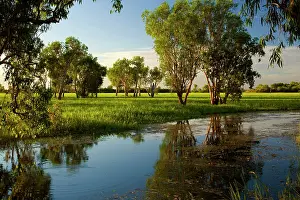 Paperbark: Wetlands - evening mood in a wetland with huge