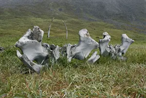 Chukotka: Whale bone