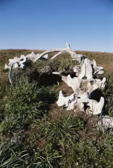 Chukotka: Whale bone dwelling