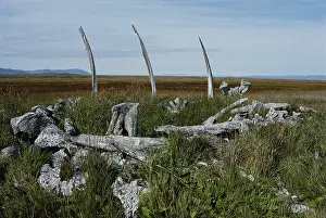 Chukotka: Whale bones