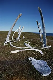 Chukotka: Whale bones
