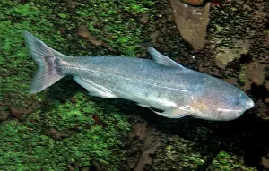 Aggresive: Whale Catfish