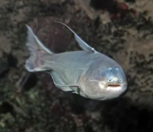 Aggresive: Whale Catfish