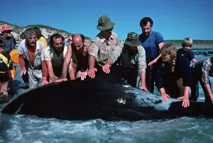 Rescue: Whale Rescue