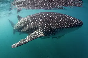 Lea Lee: Whale Shark