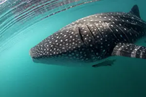 Lea Lee: Whale Shark