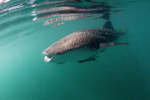 Lea Lee: Whale Shark