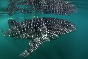 Lea Lee: Whale Shark