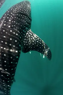 Lea Lee: Whale Shark