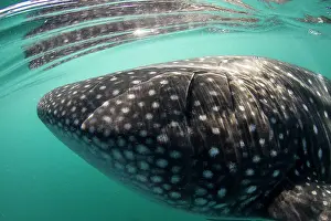 Lea Lee: Whale Shark