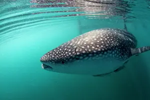Lea Lee: Whale Shark