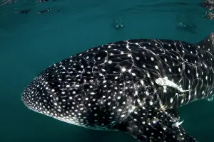 Lea Lee: Whale Shark