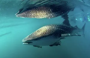 Lea Lee: Whale Shark