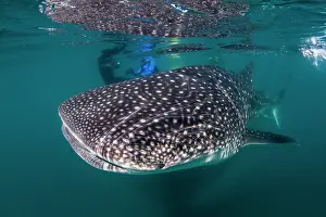 Lea Lee: Whale Shark