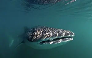 Lea Lee: Whale Shark