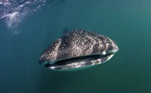 Lea Lee: Whale Shark