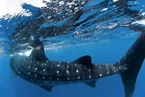Rhincodon: Whale Shark