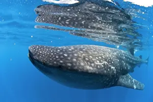 Rhincodon: Whale Shark