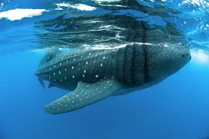 Rhincodon: Whale Shark