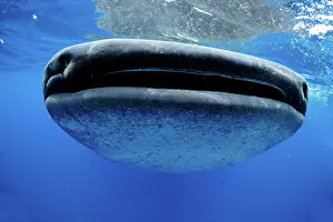 Rhincodon: Whale Shark