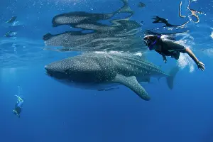Rhincodon: Whale Shark