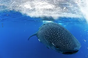 Rhincodon: Whale Shark