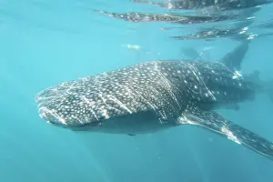 Rhincodon: Whale Shark