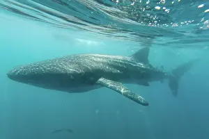 Rhincodon: Whale Shark